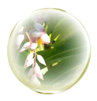 ゲットウ葉エキス