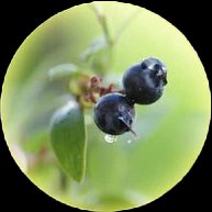 ビルベリー葉エキス
