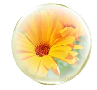 トウキンセンカエキス