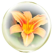 デイ・リリー花発酵液