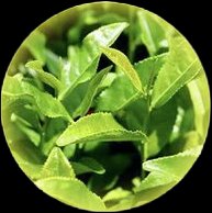 ニーム葉エキス