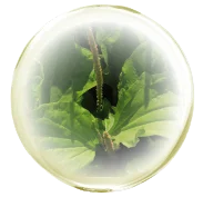 セイヨウオオバコ種子エキス