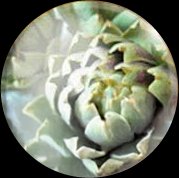 アーチチョーク葉