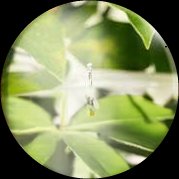 ボタニカル発酵エキス