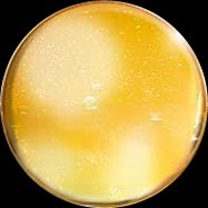 オーガニック油