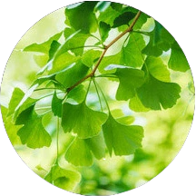 イチョウ葉エキス