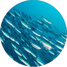 フィッシュコラーゲン