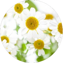 フィーバーフューエキス